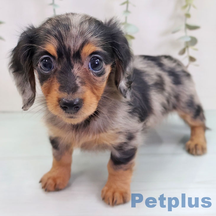 カニーンヘン・ダックスフンド