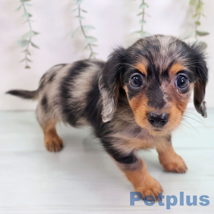 カニーンヘン・ダックスフンド