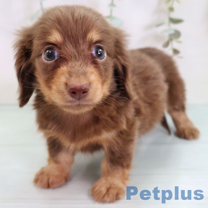 カニーンヘン・ダックスフンド