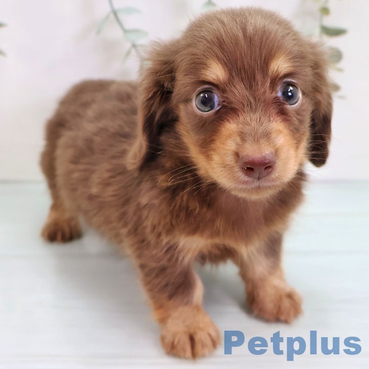 カニーンヘン・ダックスフンド