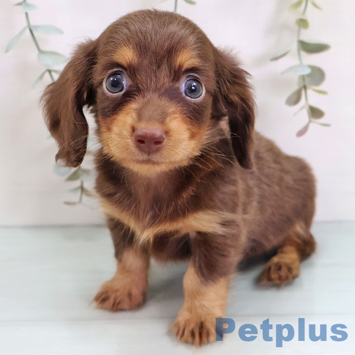 埼玉県のカニンヘンダックスフンド(ロング) (ペットプラス コクーンシティ店/2025年9月9日生まれ/女の子/チョコレートタン)の子犬の1枚目の画像