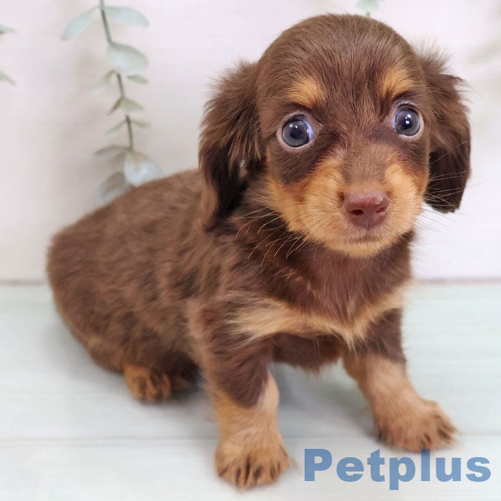 埼玉県のカニンヘンダックスフンド(ロング) (ペットプラス コクーンシティ店/2025年9月9日生まれ/女の子/チョコレートタン)の子犬の2枚目の画像
