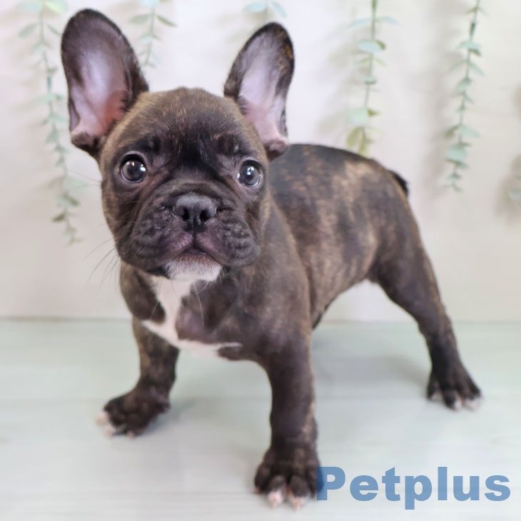 福岡県のフレンチブルドッグ (ペットプラス 八幡東店/2025年9月3日生まれ/男の子/ブリンドル)の子犬の1枚目の画像
