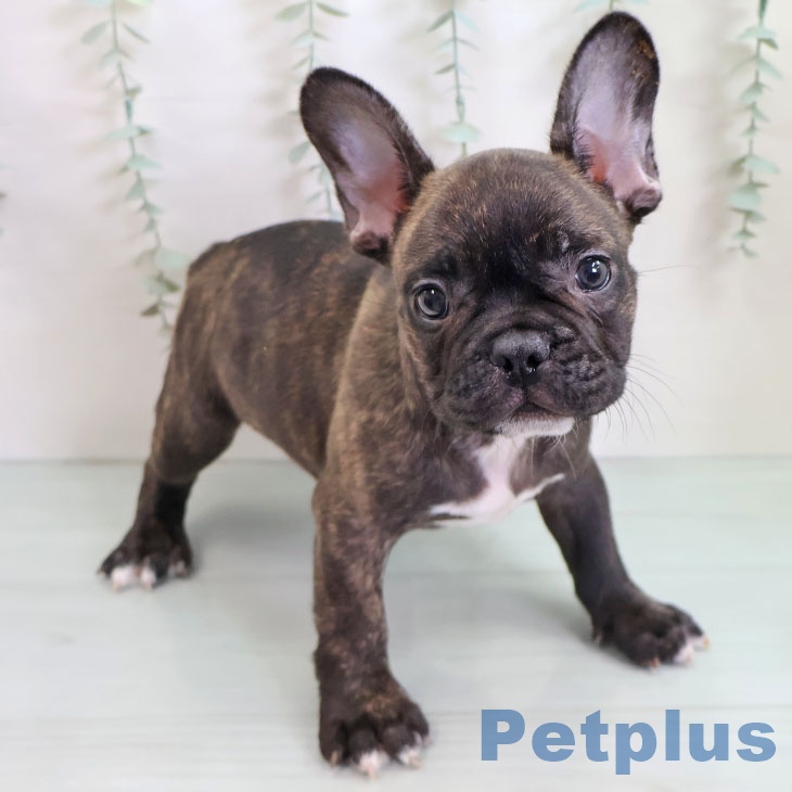 福岡県のフレンチブルドッグ (ペットプラス 八幡東店/2025年9月3日生まれ/男の子/ブリンドル)の子犬の2枚目の画像