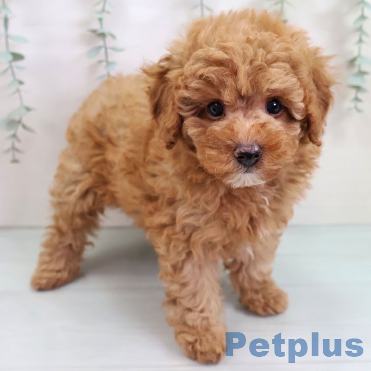 沖縄県のトイプードル(トイ) (ペットプラス 南風原店/2025年9月11日生まれ/男の子/レッド)の子犬の1枚目の画像