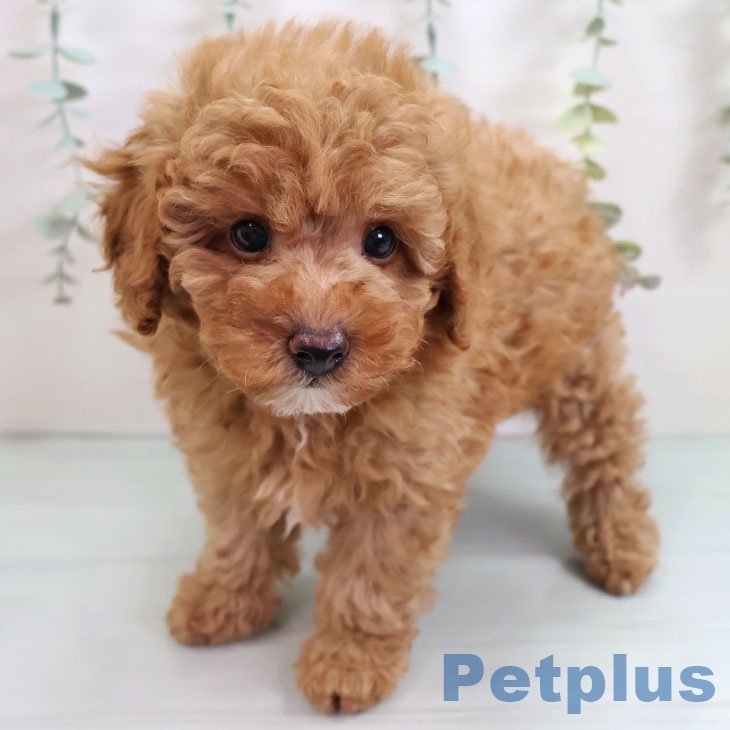 沖縄県のトイプードル(トイ) (ペットプラス 南風原店/2025年9月11日生まれ/男の子/レッド)の子犬の2枚目の画像