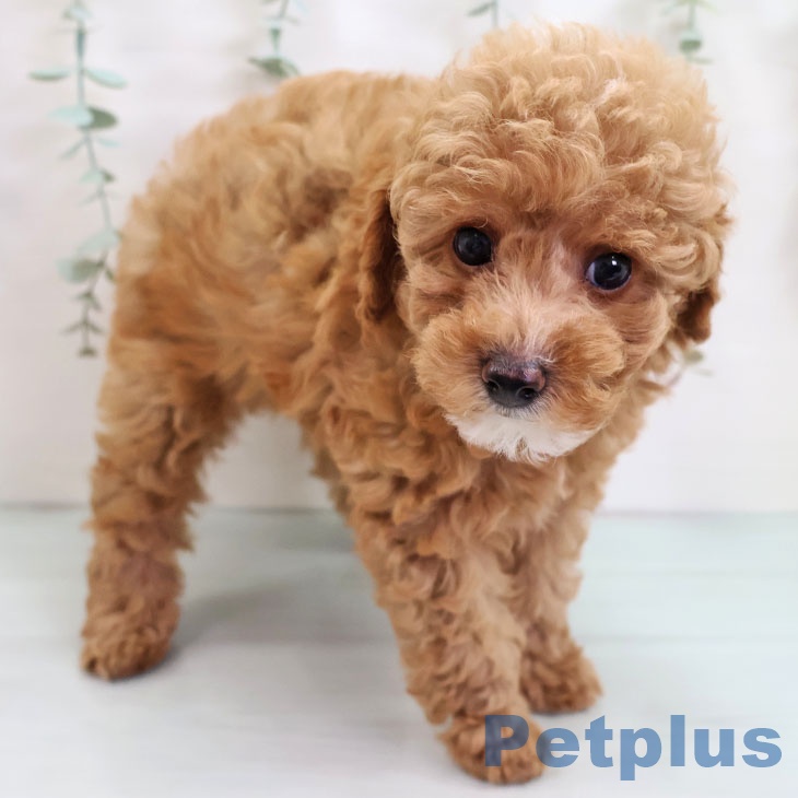 沖縄県のトイプードル(トイ) (ペットプラス 沖縄ライカム店/2025年9月11日生まれ/男の子/レッド)の子犬の1枚目の画像