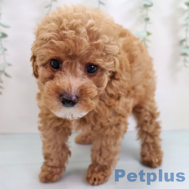 沖縄県のトイプードル(トイ) (ペットプラス 沖縄ライカム店/2025年9月11日生まれ/男の子/レッド)の子犬の2枚目の画像