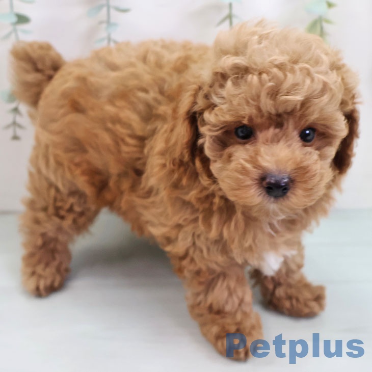 鹿児島県のトイプードル(トイ) (ペットプラス 姶良店/2025年9月11日生まれ/男の子/レッド)の子犬の1枚目の画像