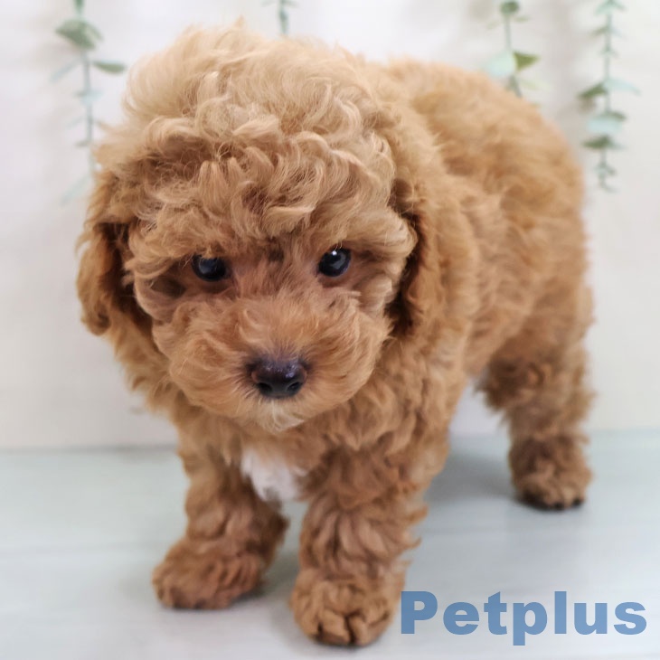 鹿児島県のトイプードル(トイ) (ペットプラス 姶良店/2025年9月11日生まれ/男の子/レッド)の子犬の2枚目の画像