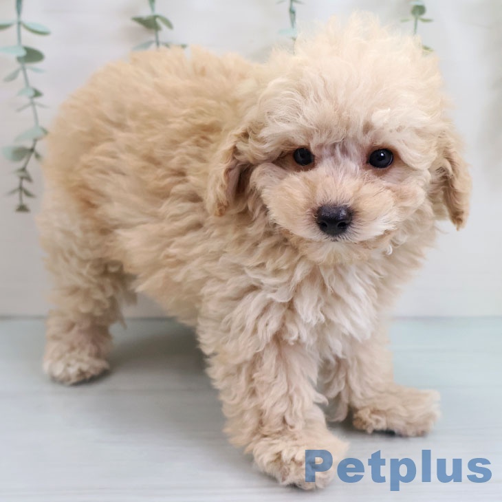 トイ・プードル