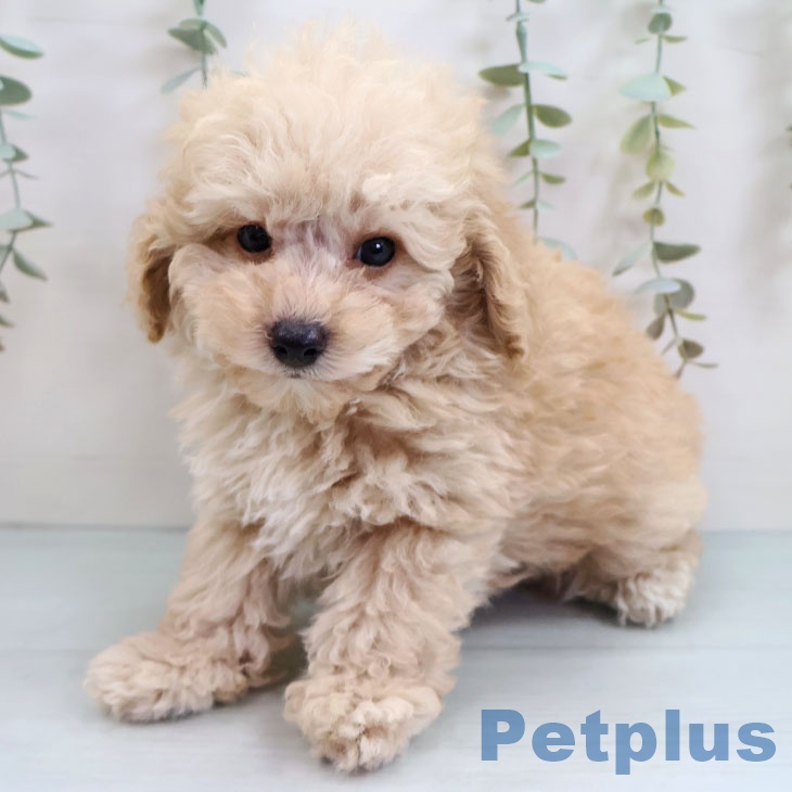 トイ・プードル