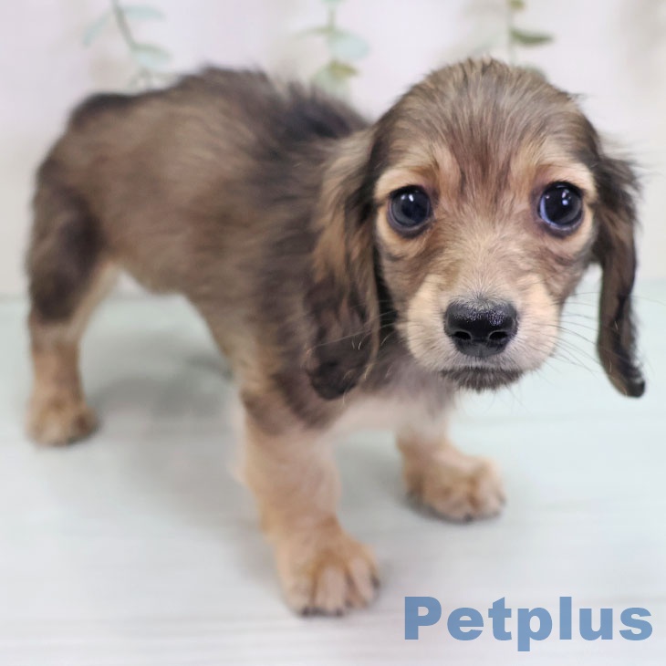 福岡県のカニンヘンダックスフンド(ロング) (ペットプラス 福岡店/2025年9月7日生まれ/女の子/シェーデットイエロー)の子犬の1枚目の画像