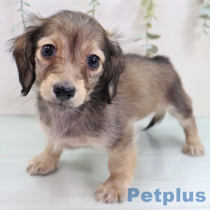 カニーンヘン・ダックスフンド