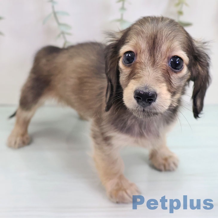 カニーンヘン・ダックスフンド