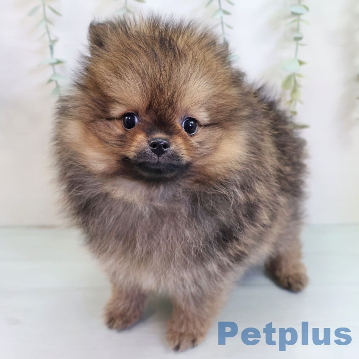 ポメラニアンの写真2