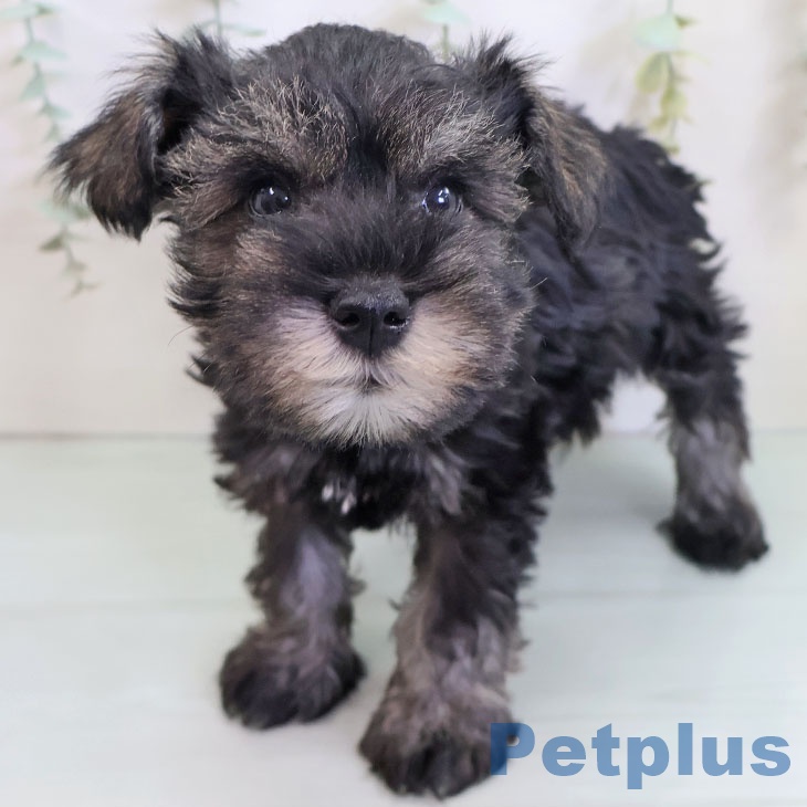 ミニチュア・シュナウザーの写真2