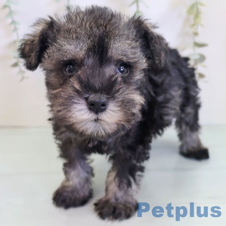 ミニチュア・シュナウザー