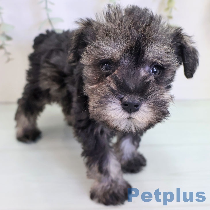 ミニチュア・シュナウザー