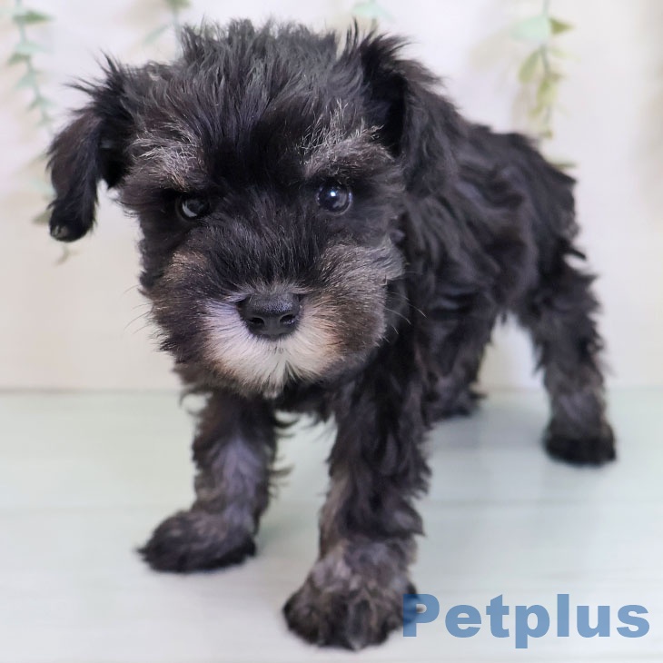 福岡県のミニチュアシュナウザー (ペットプラス ららぽーと福岡店/2025年9月10日生まれ/男の子/ブラックシルバー)の子犬の1枚目の画像