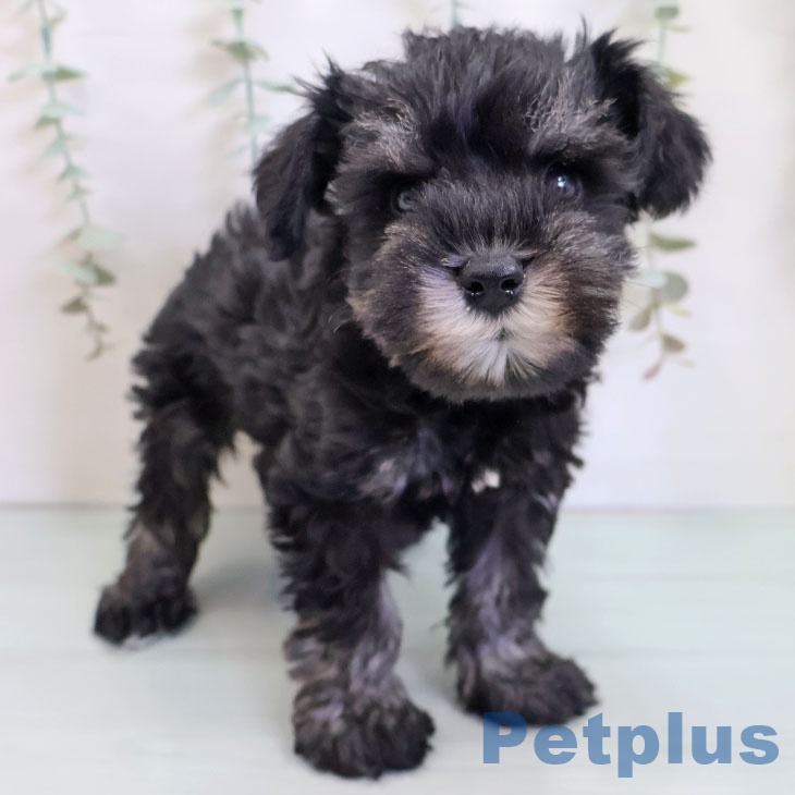 福岡県のミニチュアシュナウザー (ペットプラス ららぽーと福岡店/2025年9月10日生まれ/男の子/ブラックシルバー)の子犬の2枚目の画像