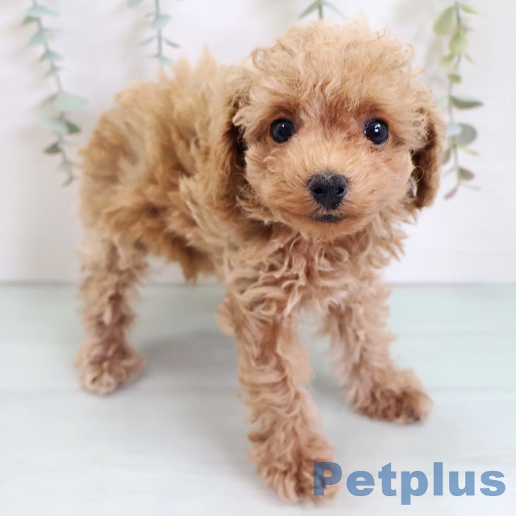 福岡県のトイプードル(トイ) (ペットプラス 福岡店/2025年8月29日生まれ/女の子/レッド)の子犬の1枚目の画像