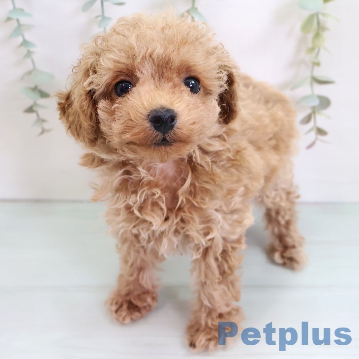 福岡県のトイプードル(トイ) (ペットプラス 福岡店/2025年8月29日生まれ/女の子/レッド)の子犬の2枚目の画像