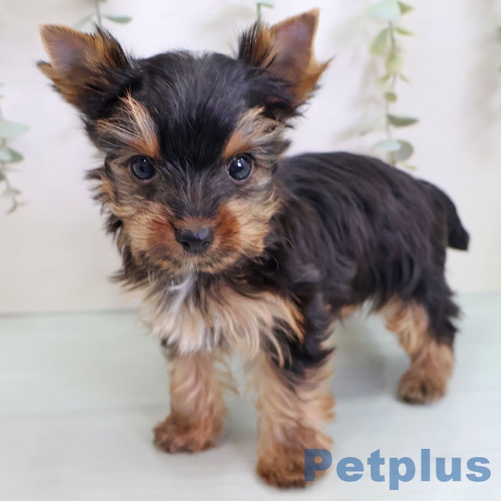 福岡県のヨークシャーテリア (ペットプラス 春日店/2025年9月10日生まれ/女の子/スチールブルータン)の子犬の1枚目の画像