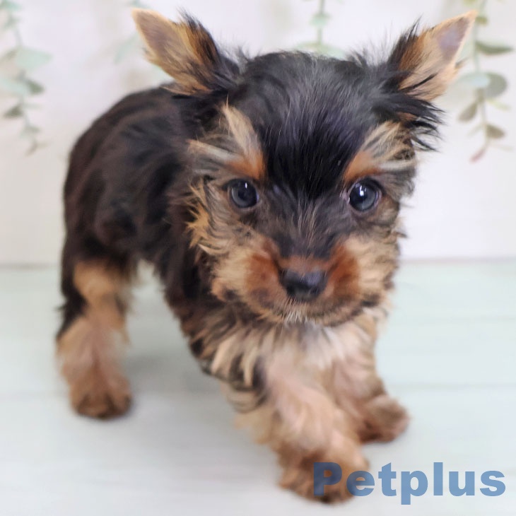 福岡県のヨークシャーテリア (ペットプラス 春日店/2025年9月10日生まれ/女の子/スチールブルータン)の子犬の2枚目の画像