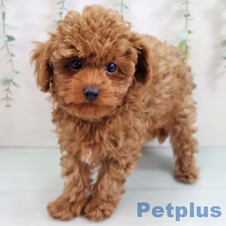 長崎県のトイプードル(トイ) (ペットプラス 長崎店/2025年9月6日生まれ/男の子/レッド)の子犬の1枚目の画像