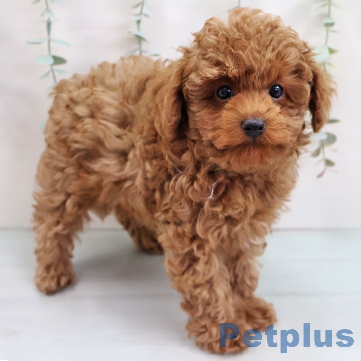 長崎県のトイプードル(トイ) (ペットプラス 長崎店/2025年9月6日生まれ/男の子/レッド)の子犬の2枚目の画像