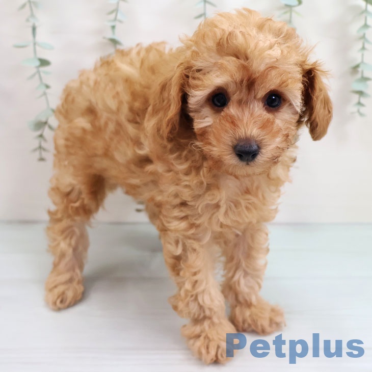 福岡県のトイプードル(トイ) (ペットプラス MARK IS 福岡ももち店/2025年9月6日生まれ/女の子/レッド)の子犬の1枚目の画像