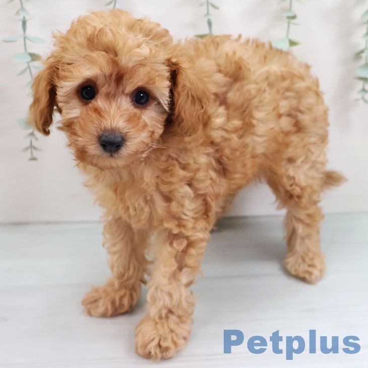 福岡県のトイプードル(トイ) (ペットプラス MARK IS 福岡ももち店/2025年9月6日生まれ/女の子/レッド)の子犬の2枚目の画像