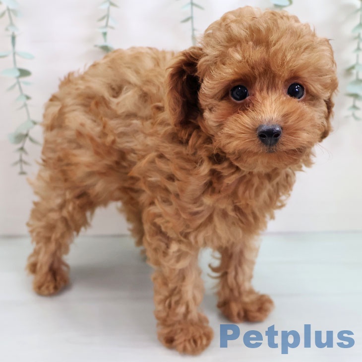 トイ・プードル