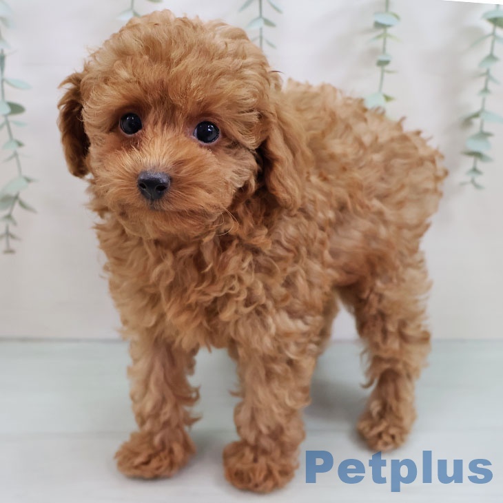 トイ・プードルの写真2