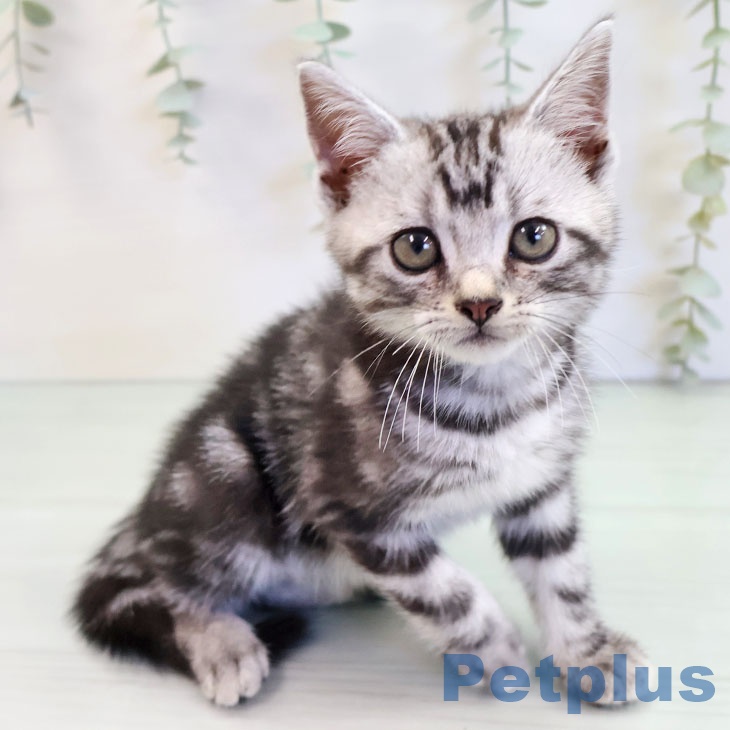 アメリカンショートヘア