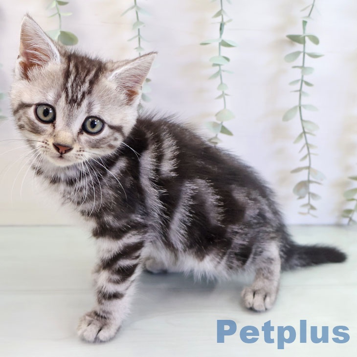 アメリカンショートヘア