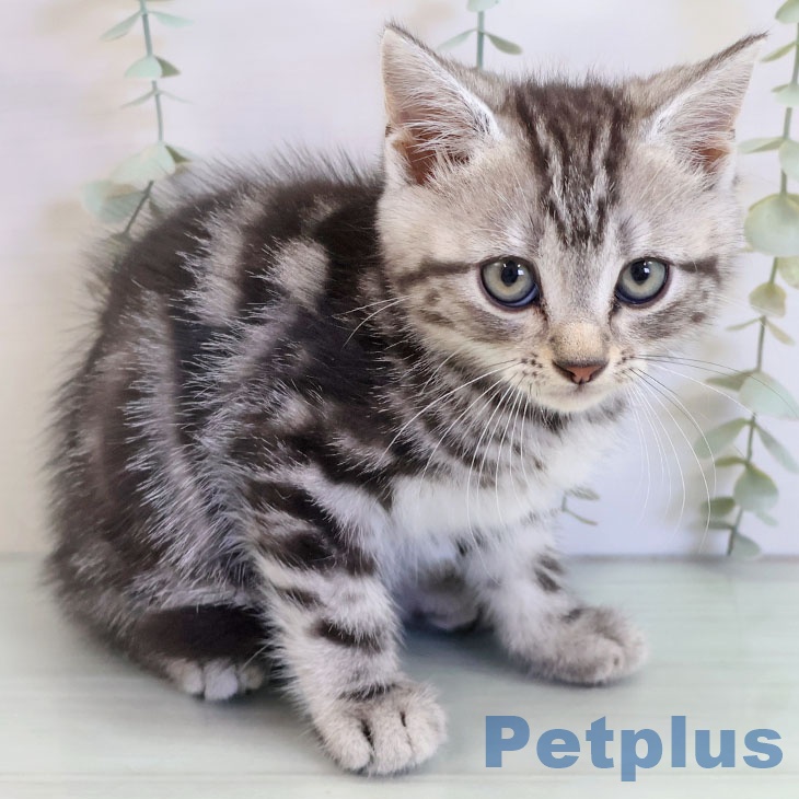 アメリカンショートヘア