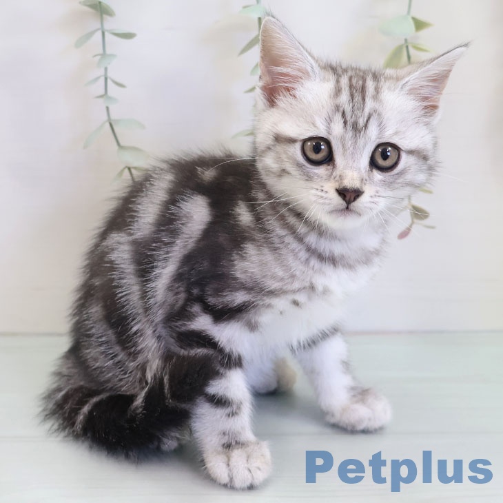 アメリカンショートヘア