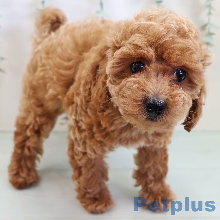 トイ・プードル