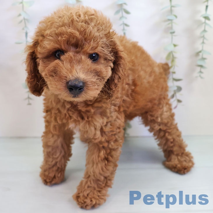 福岡県のトイプードル(トイ) (ペットプラス 春日店/2025年9月13日生まれ/男の子/レッド)の子犬の1枚目の画像