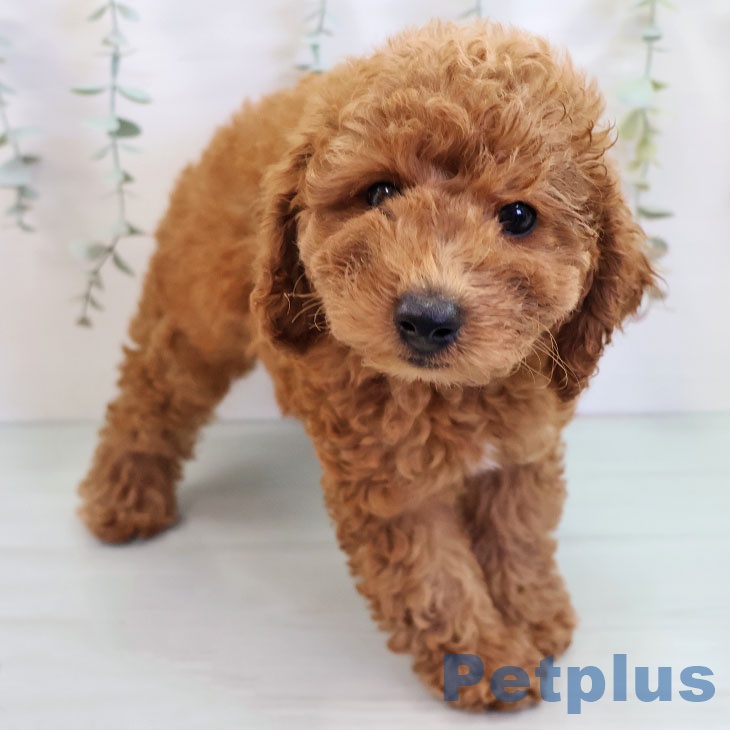 福岡県のトイプードル(トイ) (ペットプラス 春日店/2025年9月13日生まれ/男の子/レッド)の子犬の2枚目の画像