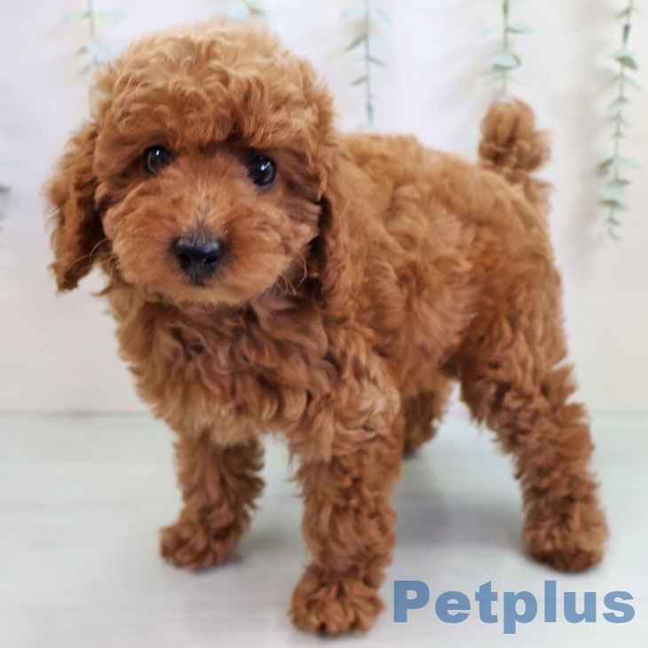 トイ・プードル