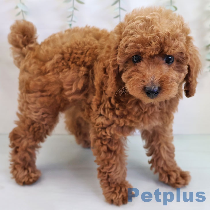 トイ・プードルの写真2