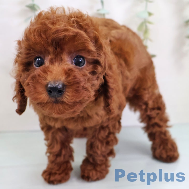 福岡県のトイプードル(トイ) (ペットプラス 八幡東店/2025年9月13日生まれ/女の子/レッド)の子犬の1枚目の画像