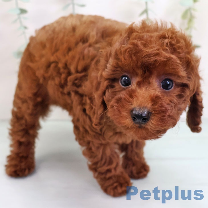 福岡県のトイプードル(トイ) (ペットプラス 八幡東店/2025年9月13日生まれ/女の子/レッド)の子犬の2枚目の画像