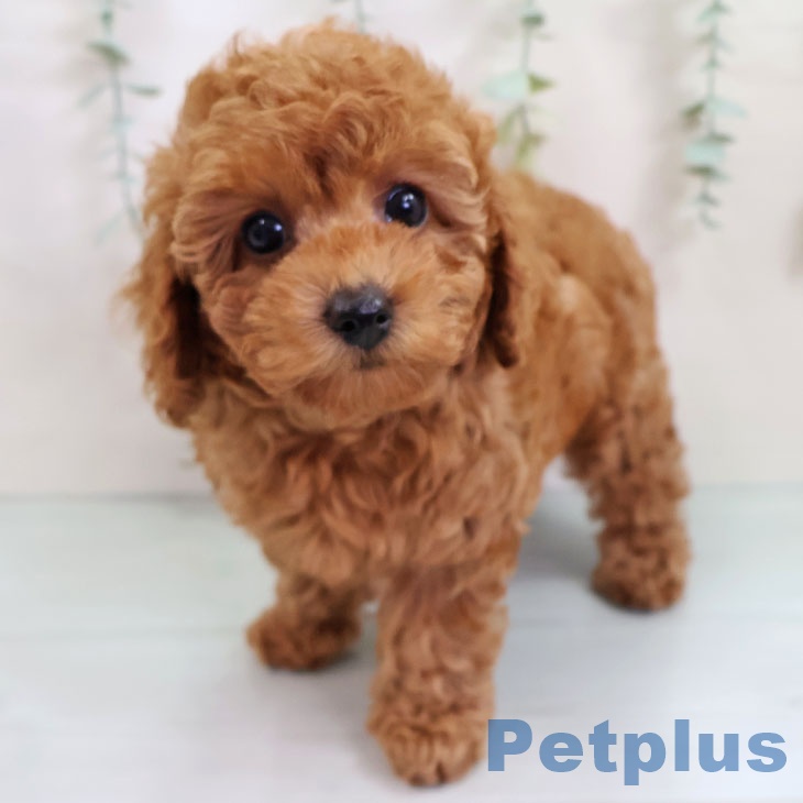 トイ・プードル