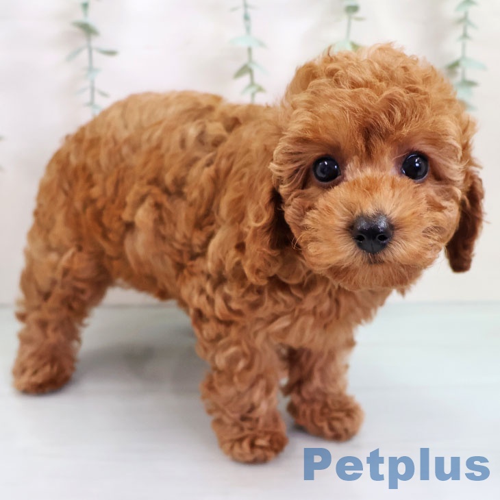 トイ・プードルの写真2