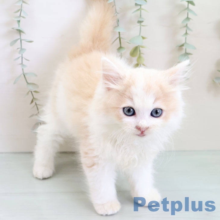 福岡県のサイベリアン (ペットプラス 八幡東店/2025年9月11日生まれ/男の子/クリームホワイト)の子猫の2枚目の画像