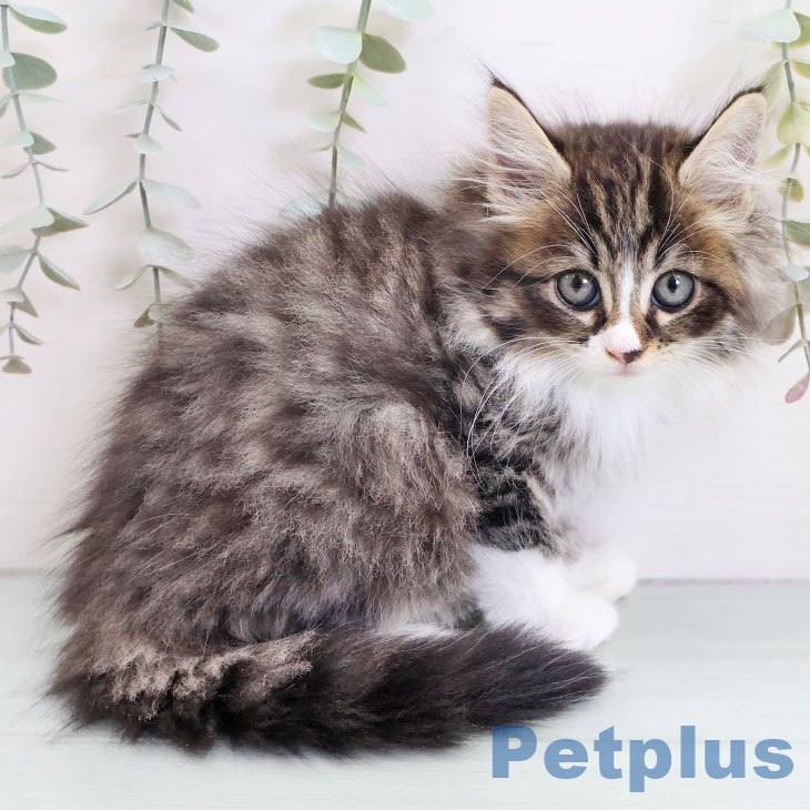 熊本県のノルウェージャンフォレストキャット (ペットプラス 熊本店/2025年9月13日生まれ/女の子/シルバーマッカレルタビーホワイト)の子猫の1枚目の画像